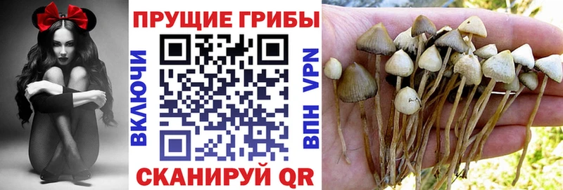 купить наркотики сайты  Шацк  дарк нет официальный сайт  Галлюциногенные грибы прущие грибы 